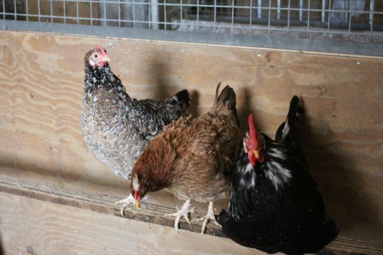 Ferienwohnung Am Bauernhof Zechner Heidi فلاتاش المظهر الخارجي الصورة