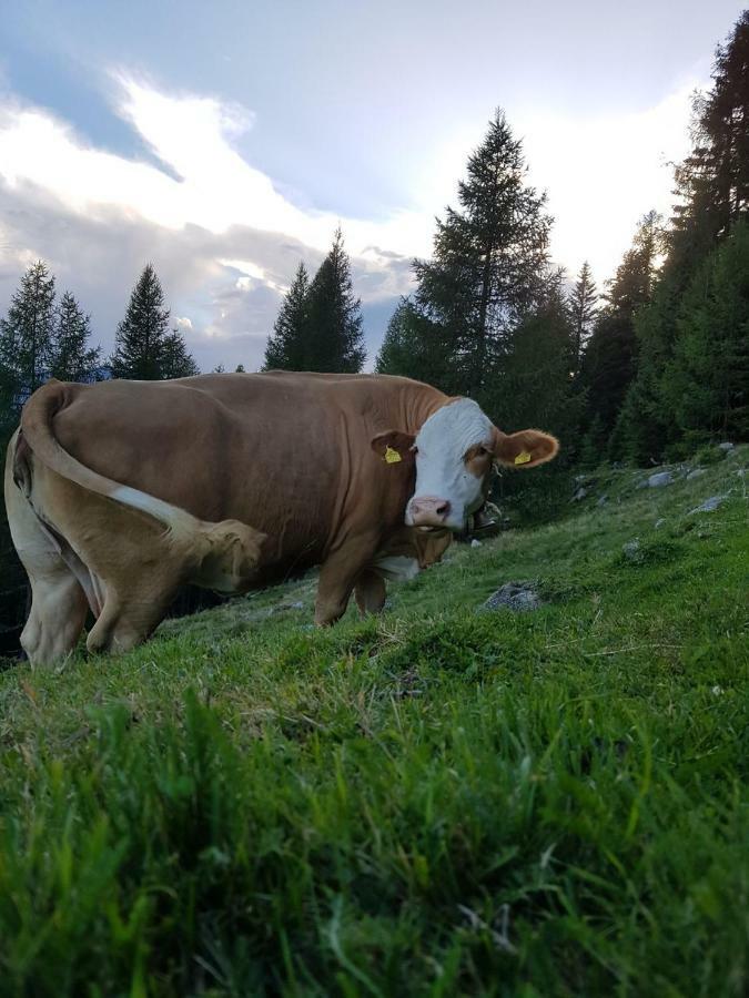 Ferienwohnung Am Bauernhof Zechner Heidi فلاتاش المظهر الخارجي الصورة
